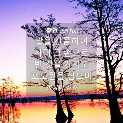 Picture 04 - 잠언 31:16 KOR - 밭을 간품하여 사며 그 손으로 번 - Bible Verse Picture