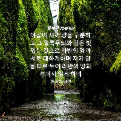 Picture 04 - 창세기 30:40 KOR - 야곱이 새끼 양을 구분하고 그 - Bible Verse Picture