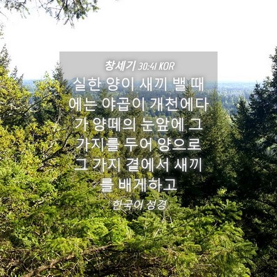 Picture 04 - 창세기 30:41 KOR - 실한 양이 새끼 밸 때에는 야곱이 - Bible Verse Picture