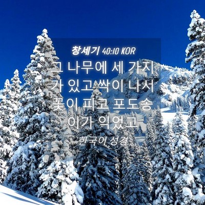 Picture 04 - 창세기 40:10 KOR - 그 나무에 세 가지가 있고 싹이 나서 - Bible Verse Picture