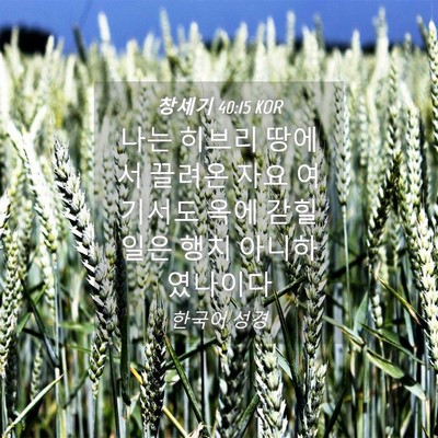 Picture 04 - 창세기 40:15 KOR - 나는 히브리 땅에서 끌려온 자요 - Bible Verse Picture