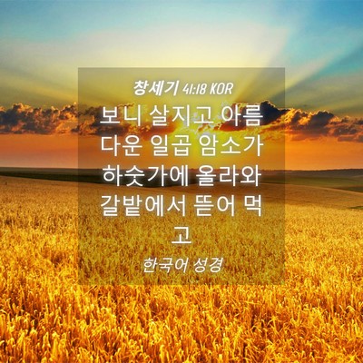 Picture 04 - 창세기 41:18 KOR - 보니 살지고 아름다운 일곱 암소가 - Bible Verse Picture