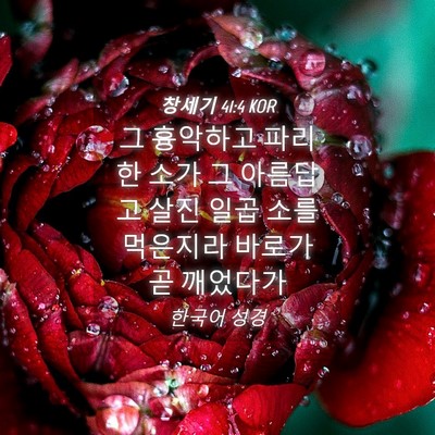 Picture 04 - 창세기 41:4 KOR - 그 흉악하고 파리한 소가 그 - Bible Verse Picture