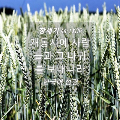 Picture 04 - 창세기 44:3 KOR - 개동시에 사람들과 그 나귀를 - Bible Verse Picture