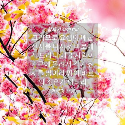 Picture 04 - 창세기 47:20 KOR - 그러므로 요셉이 애굽 전지를 다사서 - Bible Verse Picture