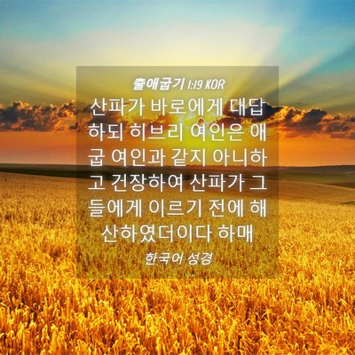 Picture 04 - 출애굽기 1:19 KOR - 산파가 바로에게 대답하되 히브리 - Bible Verse Picture