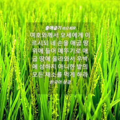 Picture 04 - 출애굽기 10:12 KOR - 여호와께서 모세에게 이르시되 네 - Bible Verse Picture