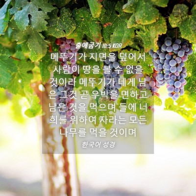 Picture 04 - 출애굽기 10:5 KOR - 메뚜기가 지면을 덮어서 사람이 땅을 - Bible Verse Picture