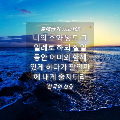 Picture 04 - 출애굽기 22:30 KOR - 너의 소와 양도 그 일례로 하되 칠일 - Bible Verse Picture