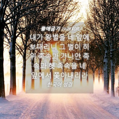 Picture 04 - 출애굽기 23:28 KOR - 내가 왕벌을 네 앞에 보내리니 그 - Bible Verse Picture