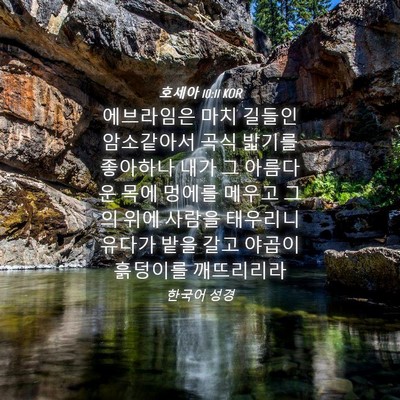 Picture 04 - 호세아 10:11 KOR - 에브라임은 마치 길들인 암소같아서 - Bible Verse Picture