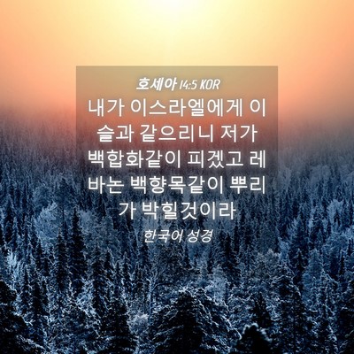 Picture 04 - 호세아 14:5 KOR - 내가 이스라엘에게 이슬과 같으리니 - Bible Verse Picture