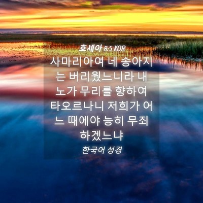 Picture 04 - 호세아 8:5 KOR - 사마리아여 네 송아지는 - Bible Verse Picture