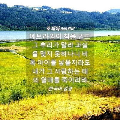 Picture 04 - 호세아 9:16 KOR - 에브라임이 침을 입고 그 뿌리가 - Bible Verse Picture