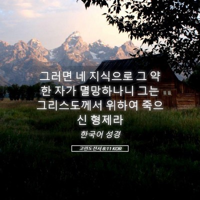Picture 05 - 고린도전서 8:11 KOR - 그러면 네 지식으로 그 약한 자가 - Bible Verse Picture