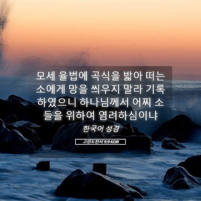Picture 05 - 고린도전서 9:9 KOR - 모세 율법에 곡식을 밟아 떠는 - Bible Verse Picture