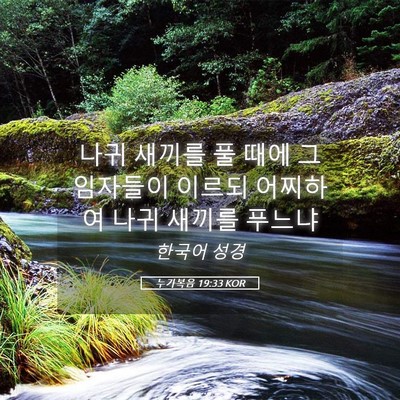 Picture 05 - 누가복음 19:33 KOR - 나귀 새끼를 풀 때에 그 임자들이 - Bible Verse Picture