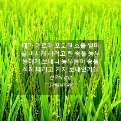 Picture 05 - 누가복음 20:10 KOR - 때가 이르매 포도원 소출 얼마를 - Bible Verse Picture