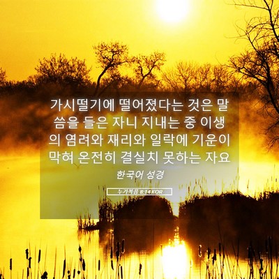 Picture 05 - 누가복음 8:14 KOR - 가시떨기에 떨어졌다는 것은 말씀을 - Bible Verse Picture