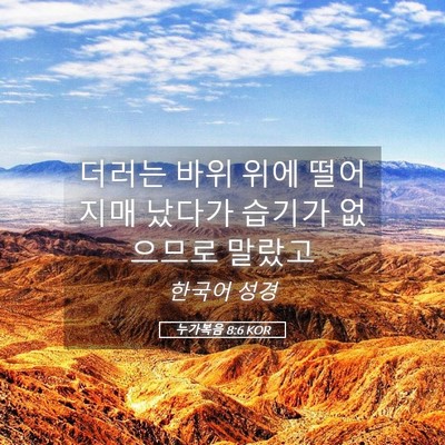 Picture 05 - 누가복음 8:6 KOR - 더러는 바위 위에 떨어지매 났다가 - Bible Verse Picture