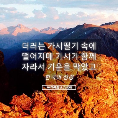 Picture 05 - 누가복음 8:7 KOR - 더러는 가시떨기 속에 떨어지매 - Bible Verse Picture