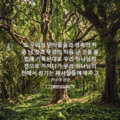 Picture 05 - 느헤미야 10:36 KOR - 또 우리의 맏아들들과 생축의 처음 - Bible Verse Picture