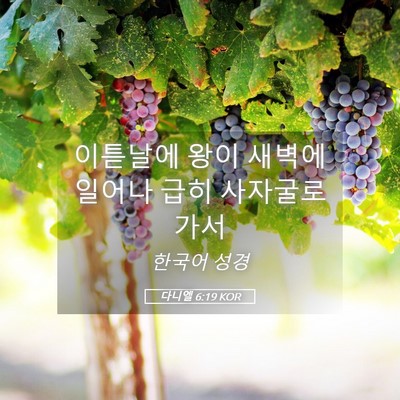 Picture 05 - 다니엘 6:19 KOR - 이튿날에 왕이 새벽에 일어나 급히 - Bible Verse Picture