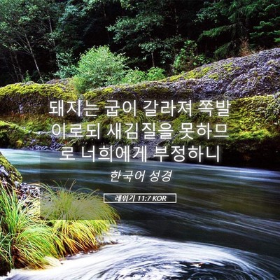 Picture 05 - 레위기 11:7 KOR - 돼지는 굽이 갈라져 쪽발이로되 - Bible Verse Picture