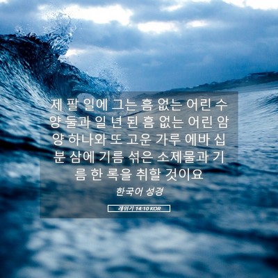 Picture 05 - 레위기 14:10 KOR - 제 팔 일에 그는 흠 없는 어린 수양 - Bible Verse Picture
