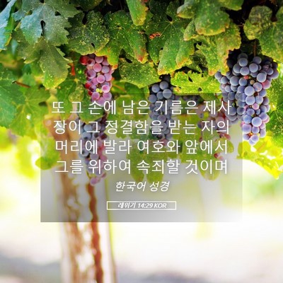 Picture 05 - 레위기 14:29 KOR - 또 그 손에 남은 기름은 제사장이 그 - Bible Verse Picture