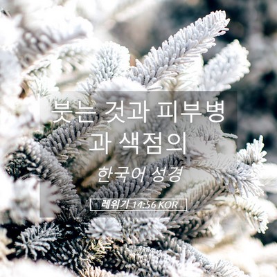 Picture 05 - 레위기 14:56 KOR - 붓는 것과 피부병과 - Bible Verse Picture
