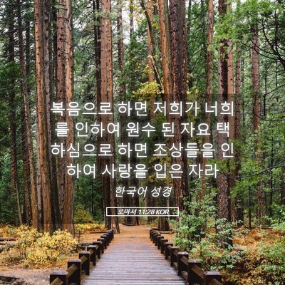 Picture 05 - 로마서 11:28 KOR - 복음으로 하면 저희가 너희를 인하여 - Bible Verse Picture