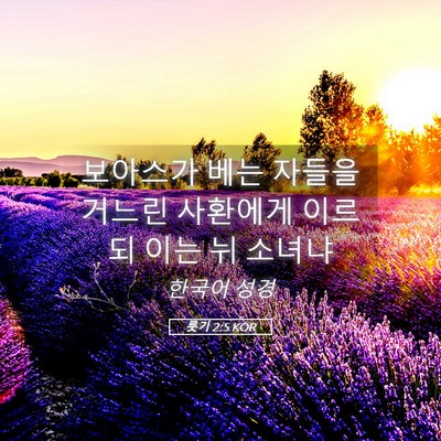 Picture 05 - 룻기 2:5 KOR - 보아스가 베는 자들을 거느린 - Bible Verse Picture