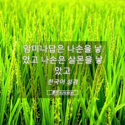 Picture 05 - 룻기 4:20 KOR - 암미나답은 나손을 낳았고 나손은 - Bible Verse Picture