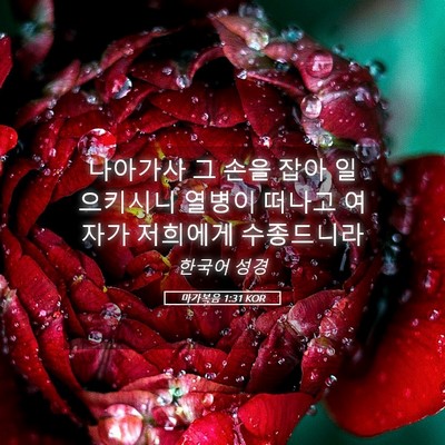 Picture 05 - 마가복음 1:31 KOR - 나아가사 그 손을 잡아 일으키시니 - Bible Verse Picture