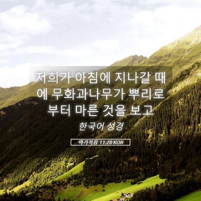 Picture 05 - 마가복음 11:20 KOR - 저희가 아침에 지나갈 때에 - Bible Verse Picture