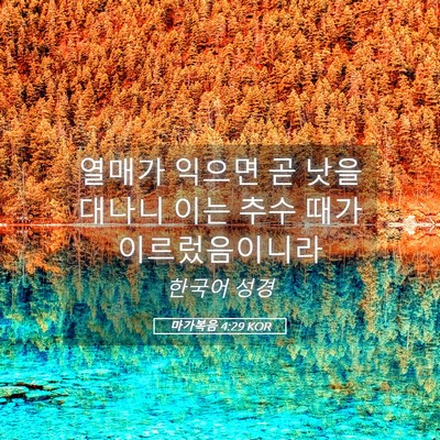 Picture 05 - 마가복음 4:29 KOR - 열매가 익으면 곧 낫을 대나니 이는 - Bible Verse Picture