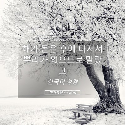 Picture 05 - 마가복음 4:6 KOR - 해가 돋은 후에 타져서 뿌리가 - Bible Verse Picture