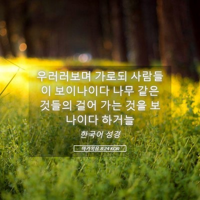 Picture 05 - 마가복음 8:24 KOR - 우러러보며 가로되 사람들이 - Bible Verse Picture