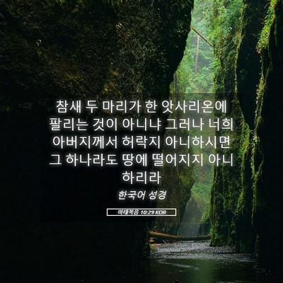 Picture 05 - 마태복음 10:29 KOR - 참새 두 마리가 한 앗사리온에 - Bible Verse Picture