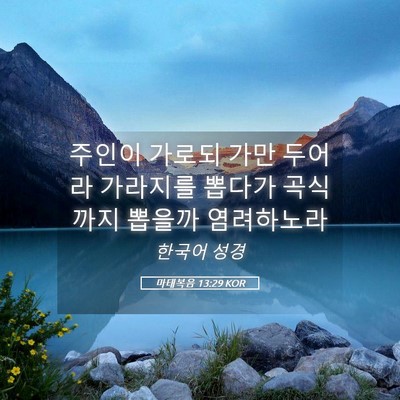Picture 05 - 마태복음 13:29 KOR - 주인이 가로되 가만 두어라 가라지를 - Bible Verse Picture