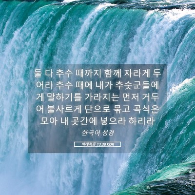 Picture 05 - 마태복음 13:30 KOR - 둘 다 추수 때까지 함께 자라게 - Bible Verse Picture
