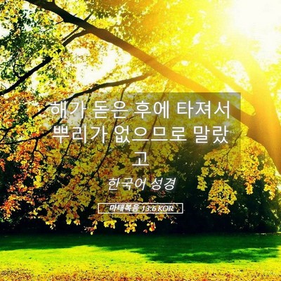 Picture 05 - 마태복음 13:6 KOR - 해가 돋은 후에 타져서 뿌리가 - Bible Verse Picture