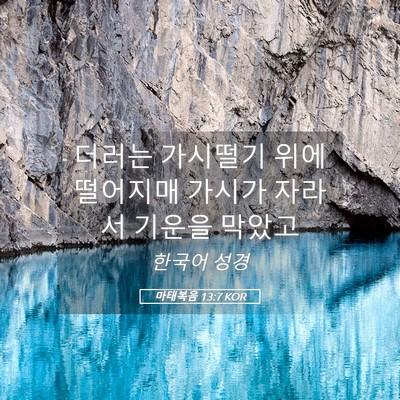 Picture 05 - 마태복음 13:7 KOR - 더러는 가시떨기 위에 떨어지매 - Bible Verse Picture