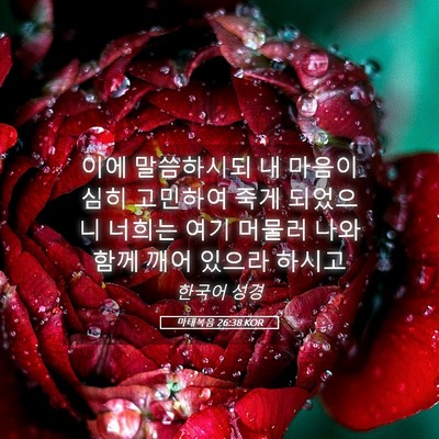 Picture 05 - 마태복음 26:38 KOR - 이에 말씀하시되 내 마음이 심히 - Bible Verse Picture