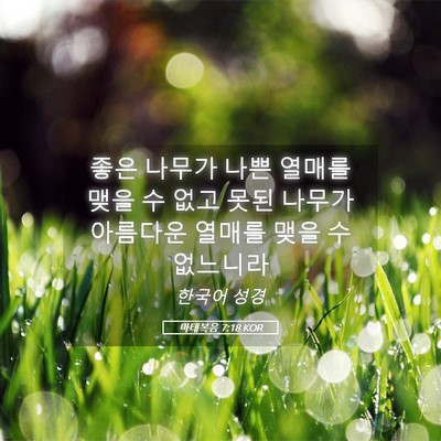 Picture 05 - 마태복음 7:18 KOR - 좋은 나무가 나쁜 열매를 맺을 수 - Bible Verse Picture