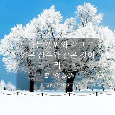 Picture 05 - 민수기 11:7 KOR - 만나는 깟씨와 같고 모양은 진주와 - Bible Verse Picture