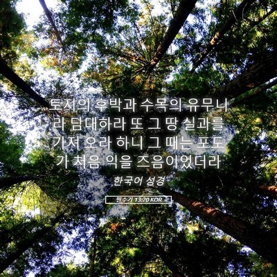 Picture 05 - 민수기 13:20 KOR - 토지의 후박과 수목의 유무니라 - Bible Verse Picture