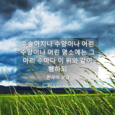 Picture 05 - 민수기 15:11 KOR - 수송아지나 수양이나 어린 수양이나 - Bible Verse Picture