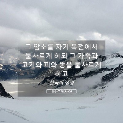 Picture 05 - 민수기 19:5 KOR - 그 암소를 자기 목전에서 불사르게 - Bible Verse Picture